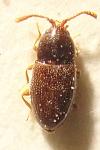 Atomaria diluta