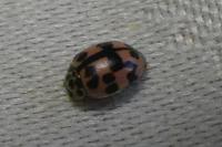 Oenopia conglobata