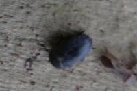 Dermestes