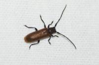 Anaesthetis testacea