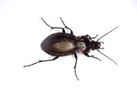 Carabus nemoralis