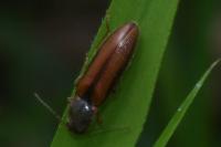Athous vittatus