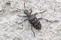 Rhagium inquisitor