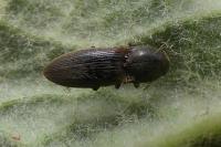Agriotes