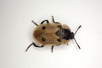 Dendroxena quadrimaculata