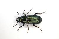 Platycerus caraboides