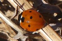 Coccinella septempunctata