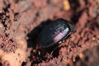 Phosphuga atrata