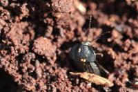 Phosphuga atrata