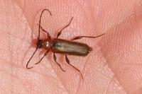 Phymatodes testaceus