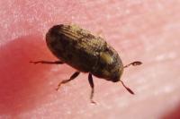 Hylesinus