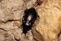 Carabus nemoralis