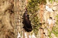 Stenomax aeneus