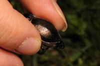 Carabus nemoralis