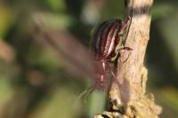 Chrysolina americana