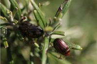 Chrysolina americana