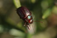 Chrysolina americana