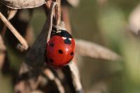 Coccinella septempunctata