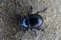 Timarcha goettingensis