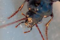 Nebria salina