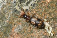 Dromius quadrimaculatus