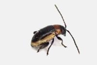 Longitarsus dorsalis