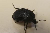 Phosphuga atrata