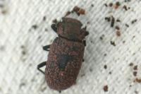 Bolitophagus reticulatus