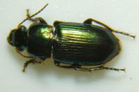Harpalus distinguendus