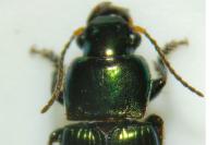 Harpalus distinguendus
