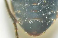 Harpalus distinguendus