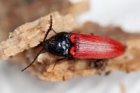 Ampedus rufipennis