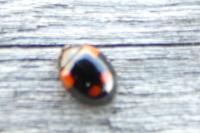 Adalia bipunctata