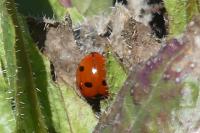 Coccinella septempunctata
