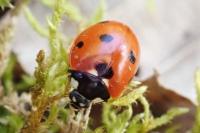Coccinella septempunctata