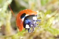 Coccinella septempunctata