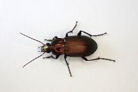 Poecilus cupreus