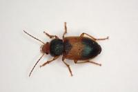 Diachromus germanus