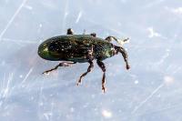 Aulacobaris coerulescens