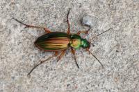 Carabus auratus
