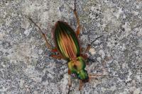 Carabus auratus