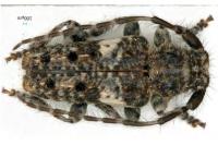 Pogonocherus fasciculatus