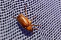 Rhizotrogus aestivus