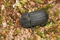 Opatrum sabulosum