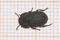 Opatrum sabulosum