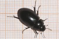 Hydrochara caraboides