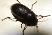 Nalassus laevioctostriatus