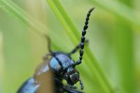 Meloe violaceus