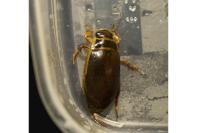 Dytiscus marginalis