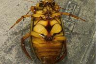 Dytiscus marginalis